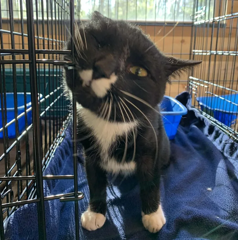 Yankee Doodle thumbnail 4