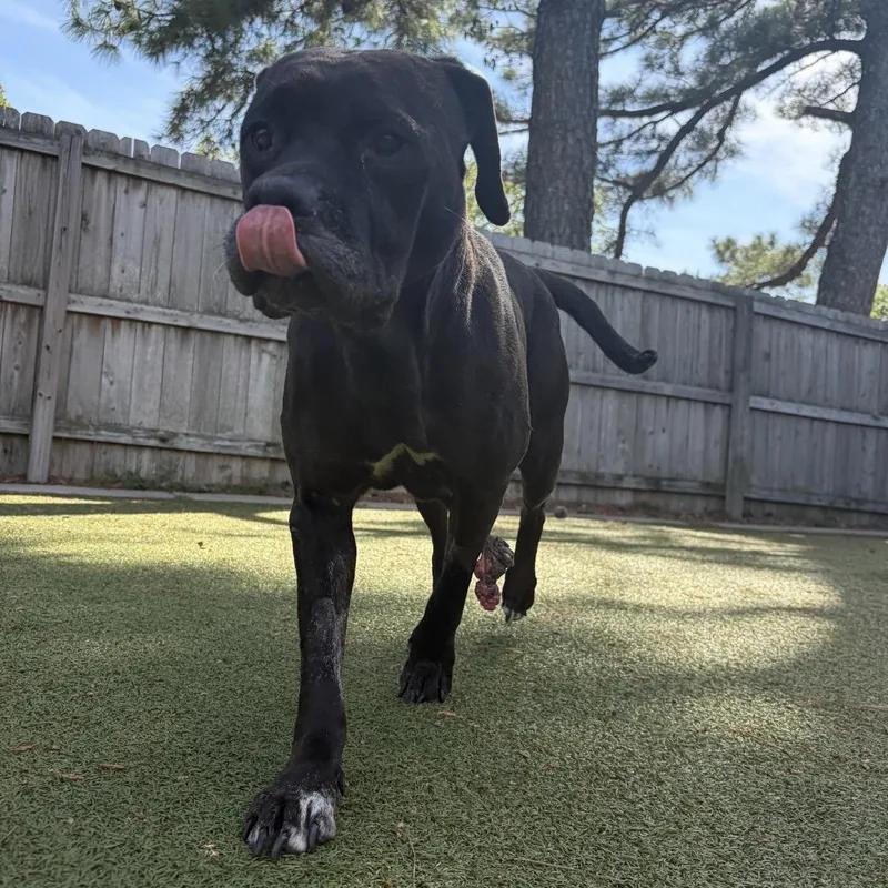 A senior large-sized female Black Black Labrador Retriever dog named Chloe for adoption in Brentwood, TN
