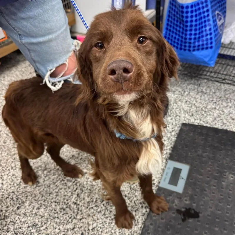 An adult medium-sized male Brown / Chocolate Mixed Breed dog named Rolo for adoption in Fredericksburg, VA