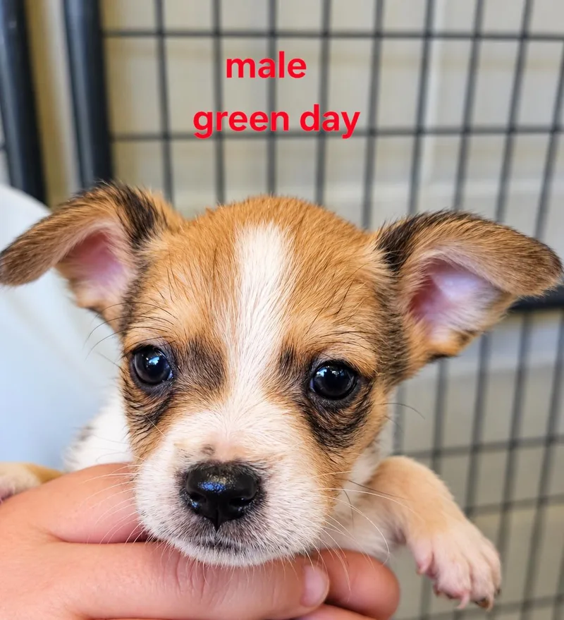 A baby small-sized male Mixed Breed dog named Green day for adoption in Panama city, FL