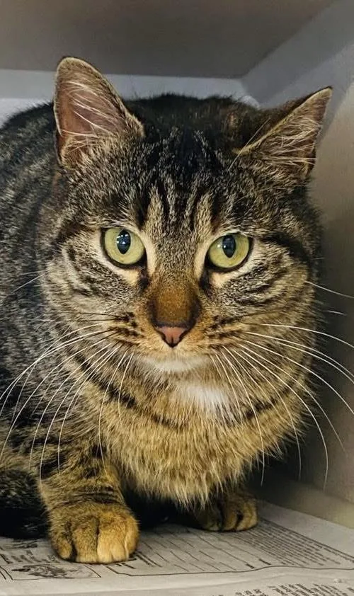 An adult medium-sized female Domestic Short Hair cat named Cantina for adoption in Beacon, NY