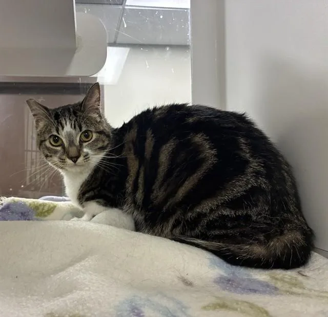 A young medium-sized male Domestic Short Hair cat named Pumpkin for adoption in Agoura, CA