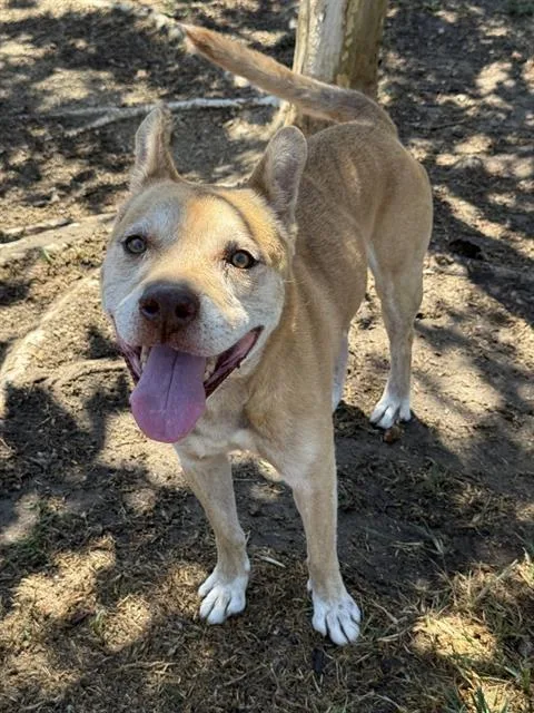 An adult large-sized male Shepherd dog named Raider for adoption in Riverside, CA