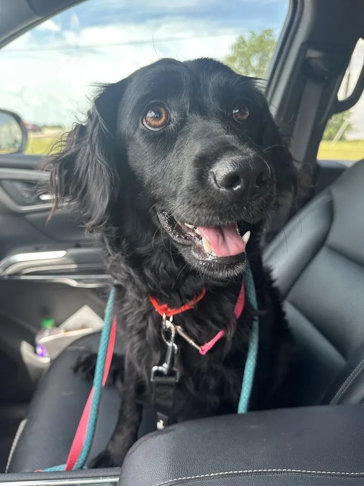 A young medium-sized female Black Spaniel dog named McCoy for adoption in Shawnee, OK
