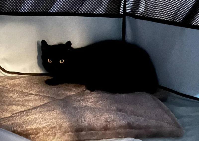 An adult small-sized female Black Domestic Short Hair cat named Sapphire for adoption in Virginia Beach, VA