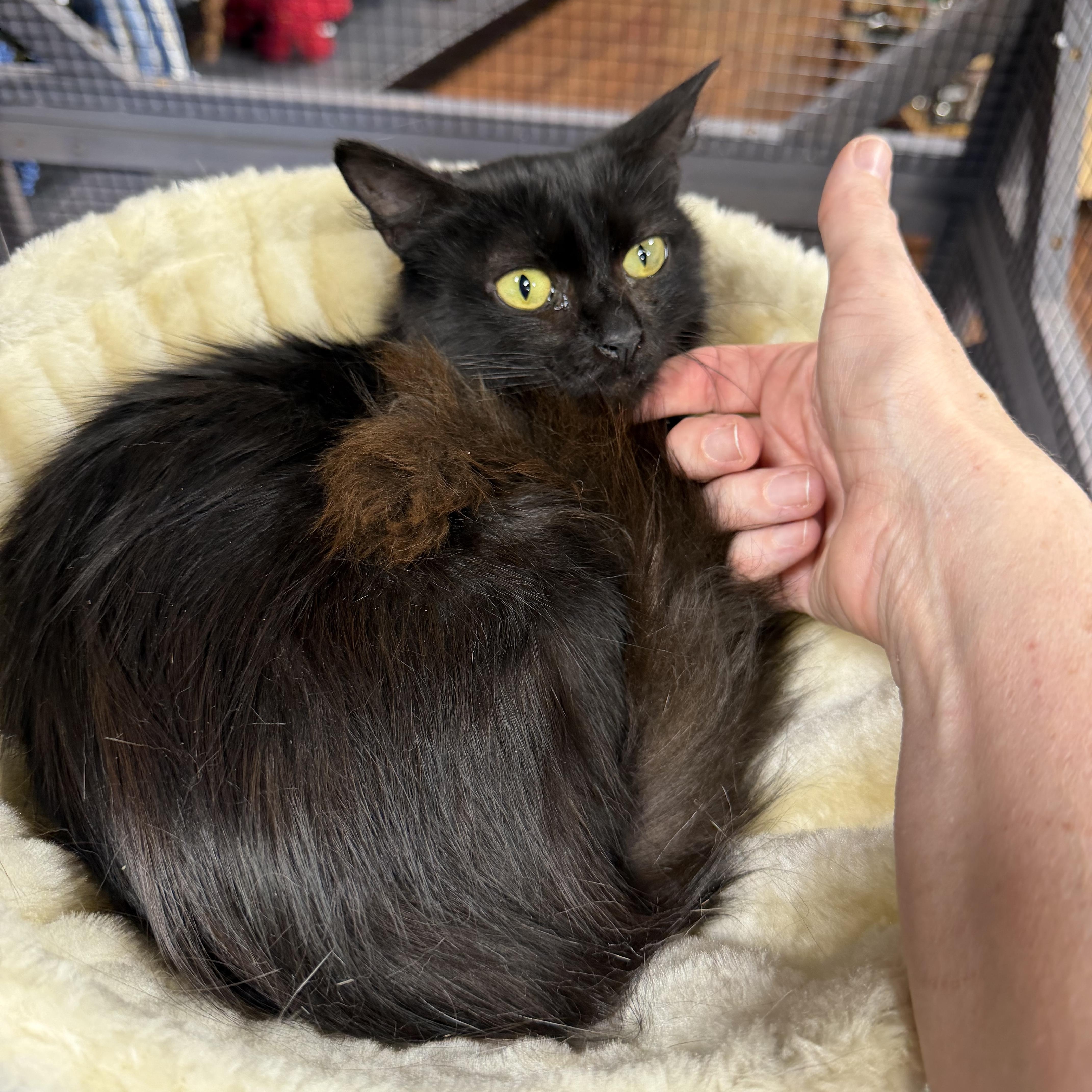 A young small-sized female Black Domestic Long Hair cat named Anna for adoption in Woodstock, GA