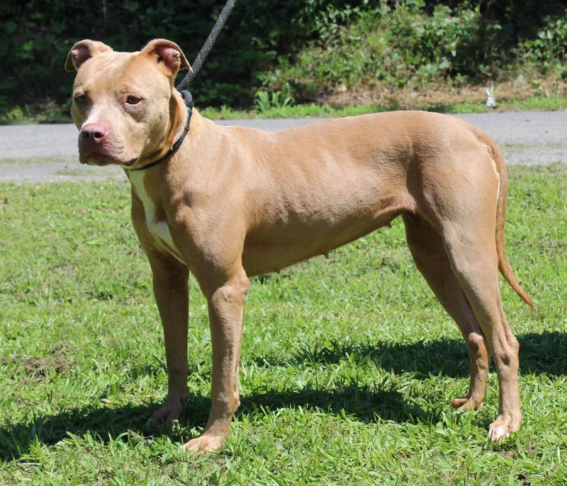 A young medium-sized female Pit Bull Terrier dog named Cinnamon for adoption in Prattville, AL