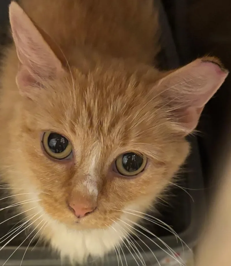 A young medium-sized female Domestic Medium Hair cat named Queeny for adoption in Elizabethton, TN