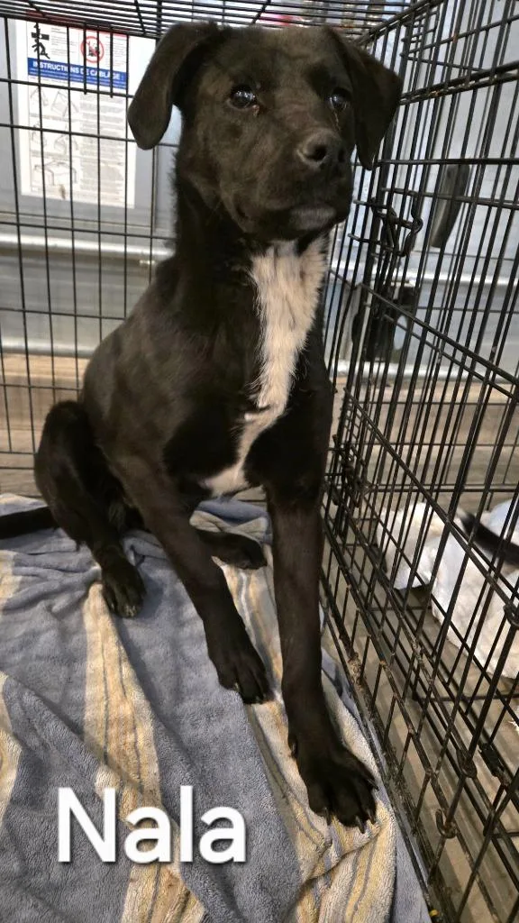 Nala Yrly thumbnail 2