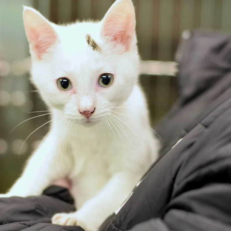 A baby small-sized male White Domestic Short Hair cat named Pixie for adoption in Belleville, IL