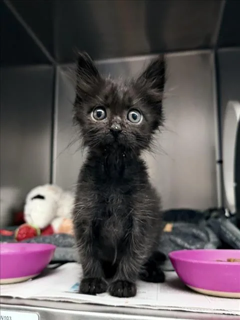 A baby small-sized male Domestic Short Hair cat named Yaris for adoption in Las Vegas, NV
