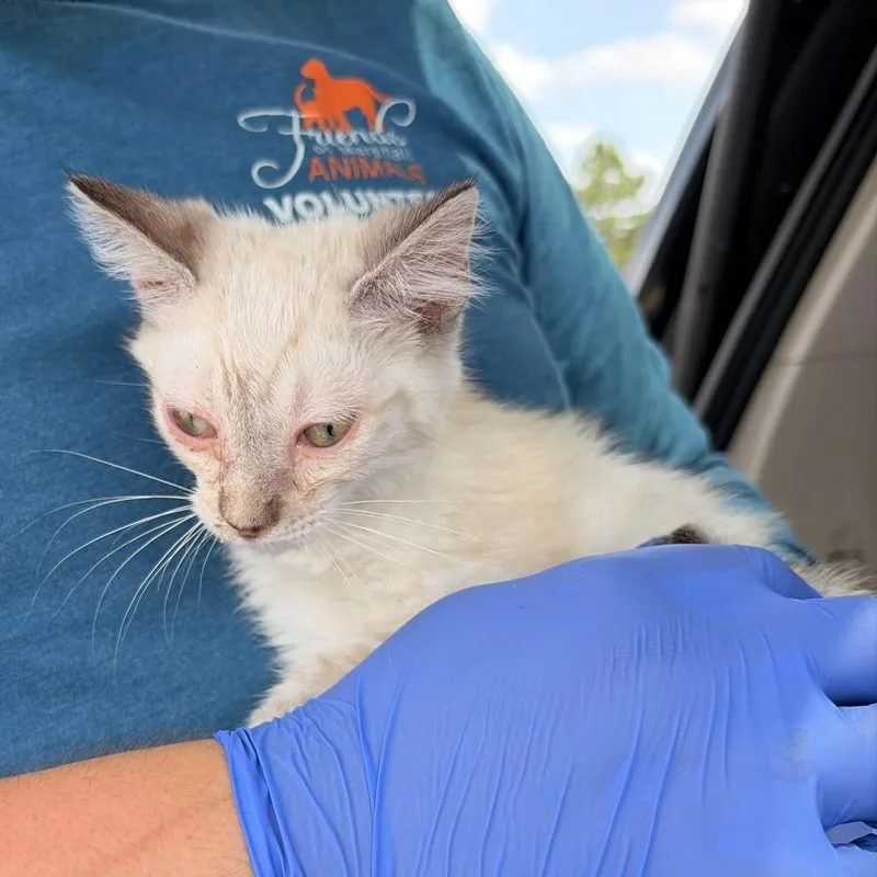 A baby small-sized female White Domestic Short Hair cat named Joker for adoption in Marshall, TX
