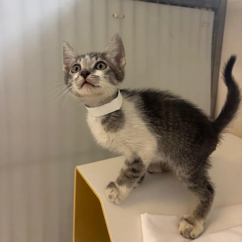 A baby small-sized male White Domestic Short Hair cat named Cheshire for adoption in Santa Barbara, CA