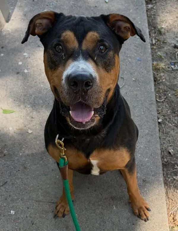 An adult large-sized male Rottweiler dog named Fuji for adoption in Austin, TX
