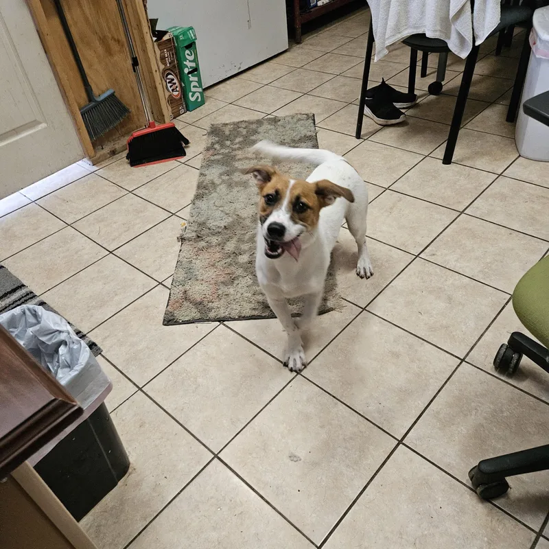A baby medium-sized female White / Cream Beagle dog named Bitsy for adoption in Andover, MA