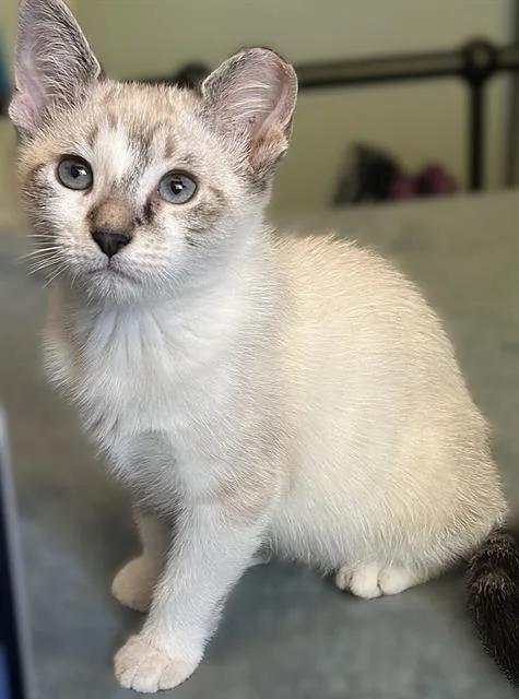 A baby small-sized female Domestic Short Hair cat named Elsa for adoption in Sacramento, CA