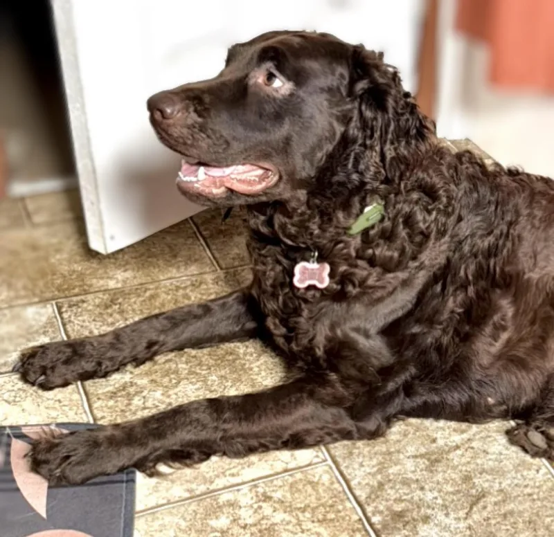 An adult medium-sized female Goldendoodle dog named Rory for adoption in Westfield, NY