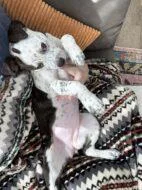 A baby medium-sized female Mixed Breed dog named Masie for adoption in West Chester, PA