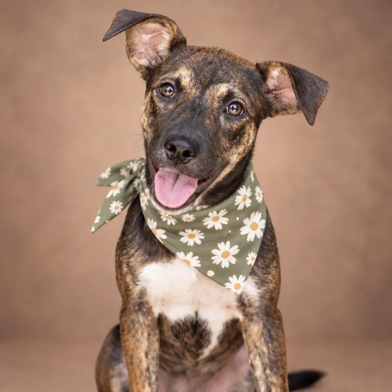 A baby medium-sized female Plott Hound dog named Lacey for adoption in Spring, TX