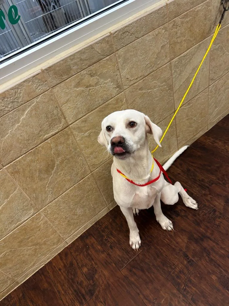 A young large-sized male Labrador Retriever dog named Dog Kennel Guero for adoption in Greenville, TX