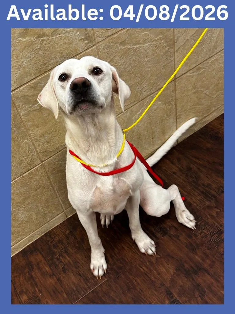 Dog Kennel  Guero thumbnail 2