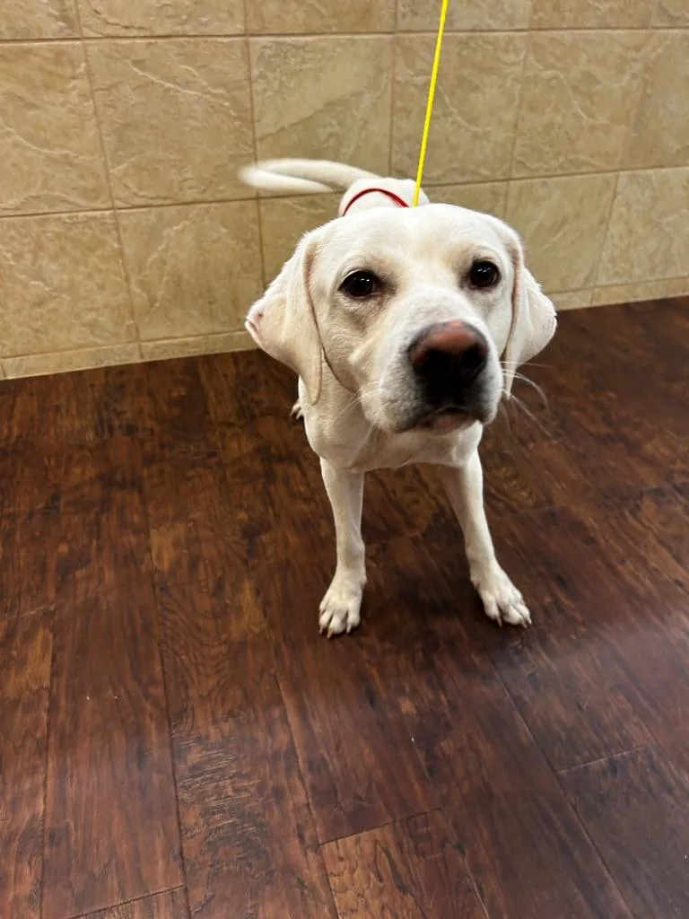 Dog Kennel  Guero thumbnail 3