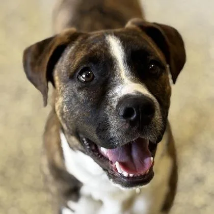 Squidbilly thumbnail 2