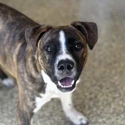 Squidbilly thumbnail 3