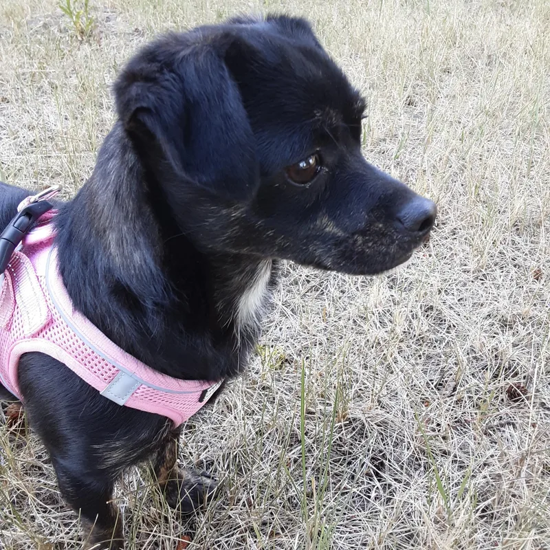 A young small-sized female Miniature Dachshund dog named Pollen for adoption in Oroville, WA