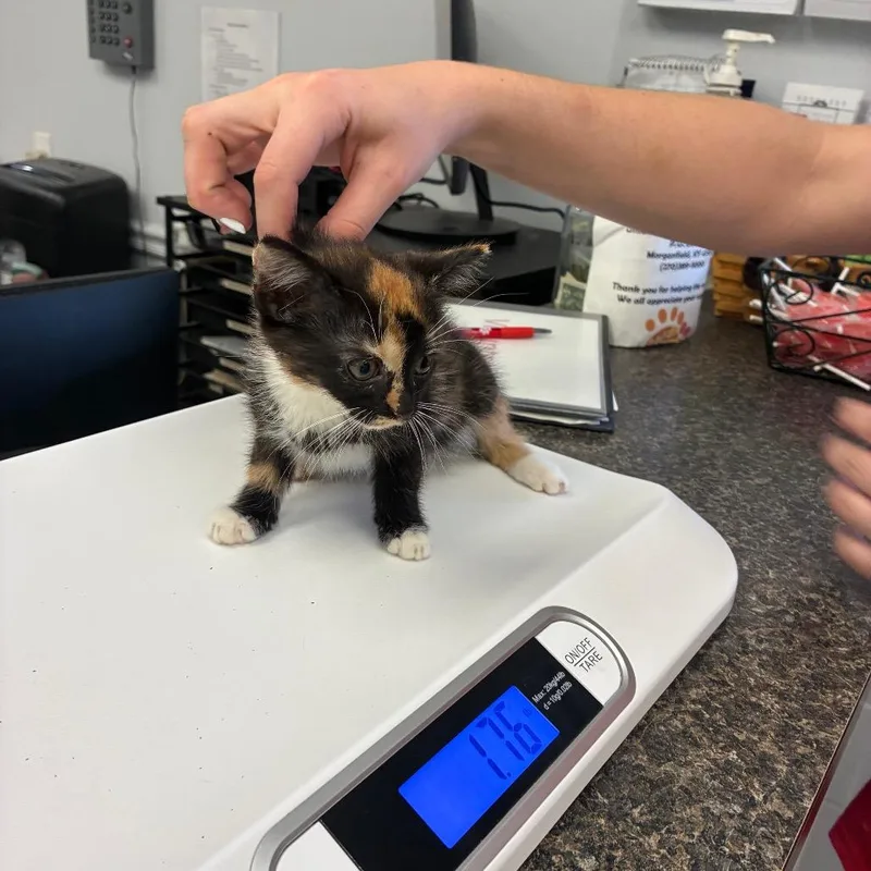 A baby small-sized female Calico Domestic Short Hair cat named Eleanor for adoption in Morganfield, KY