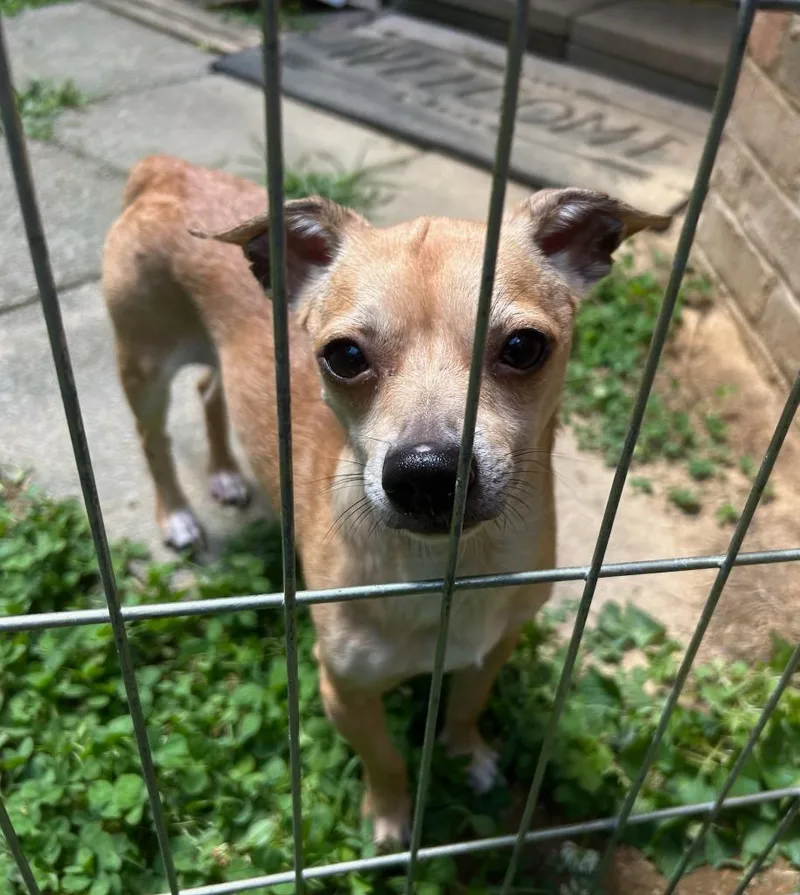 An adult small-sized male Chihuahua dog named Banks for adoption in Blountville, TN