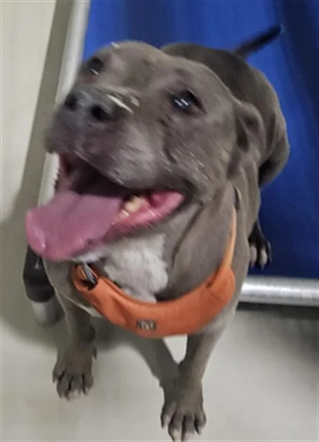 A senior large-sized female Pit Bull Terrier dog named Rhonda for adoption in Bakersfield, CA