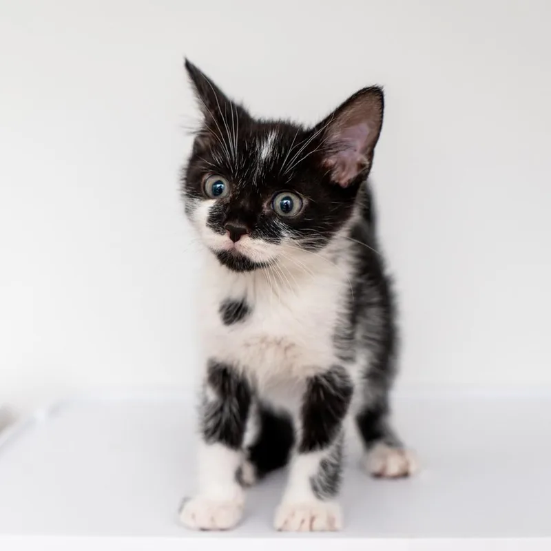 A baby small-sized female Black Domestic Short Hair cat named Petunia for adoption in New York, NY