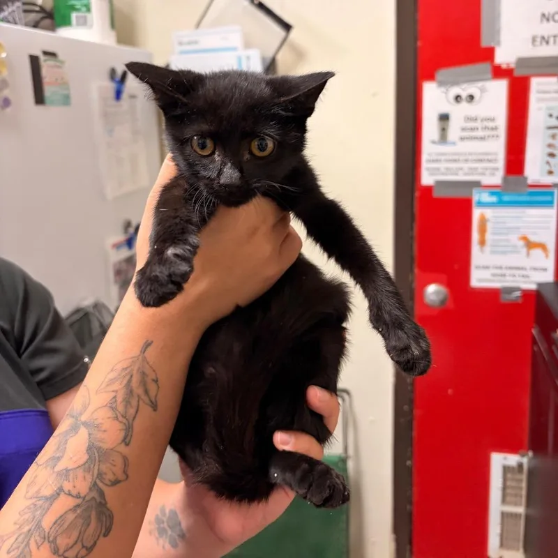 A baby small-sized male Black Domestic Short Hair cat named Butterball for adoption in Bryan, TX