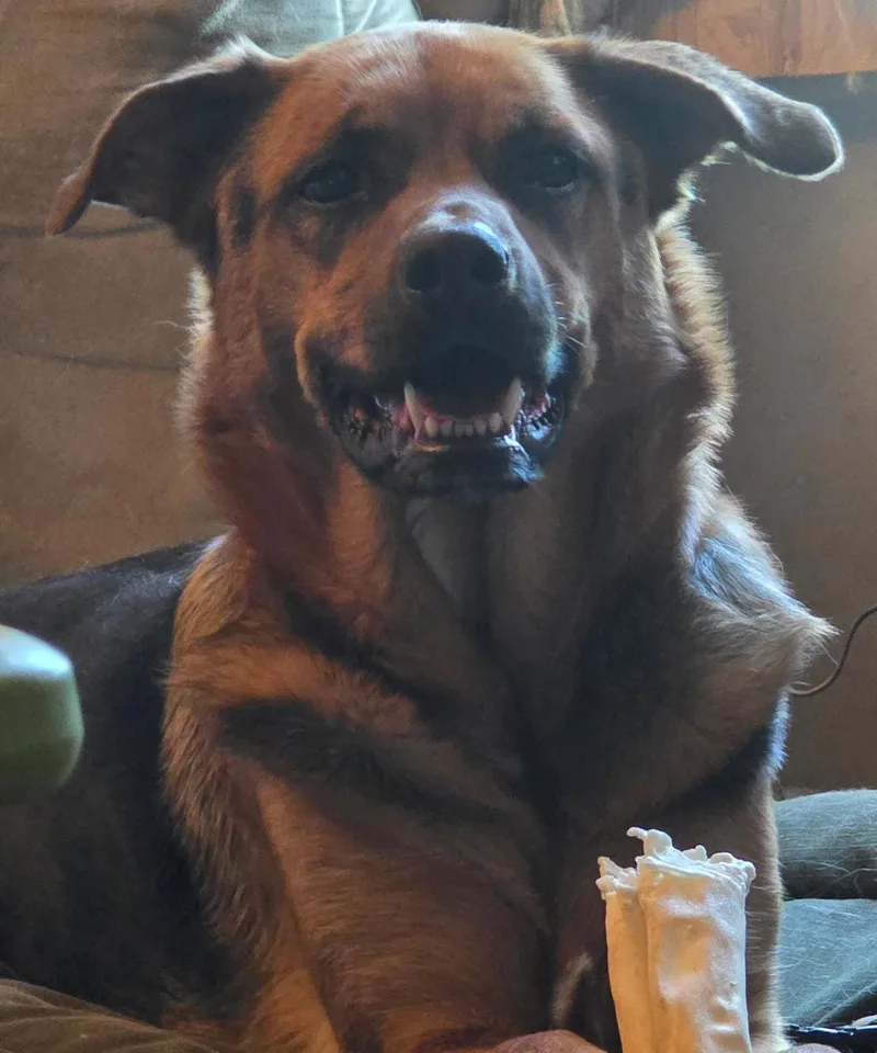 A young medium-sized male Rottweiler dog named Shepherd and Rotti who for adoption in Mechanicsburg, PA