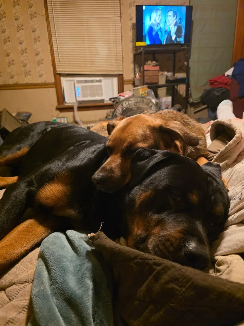 Shepherd and Rotti who thumbnail 2