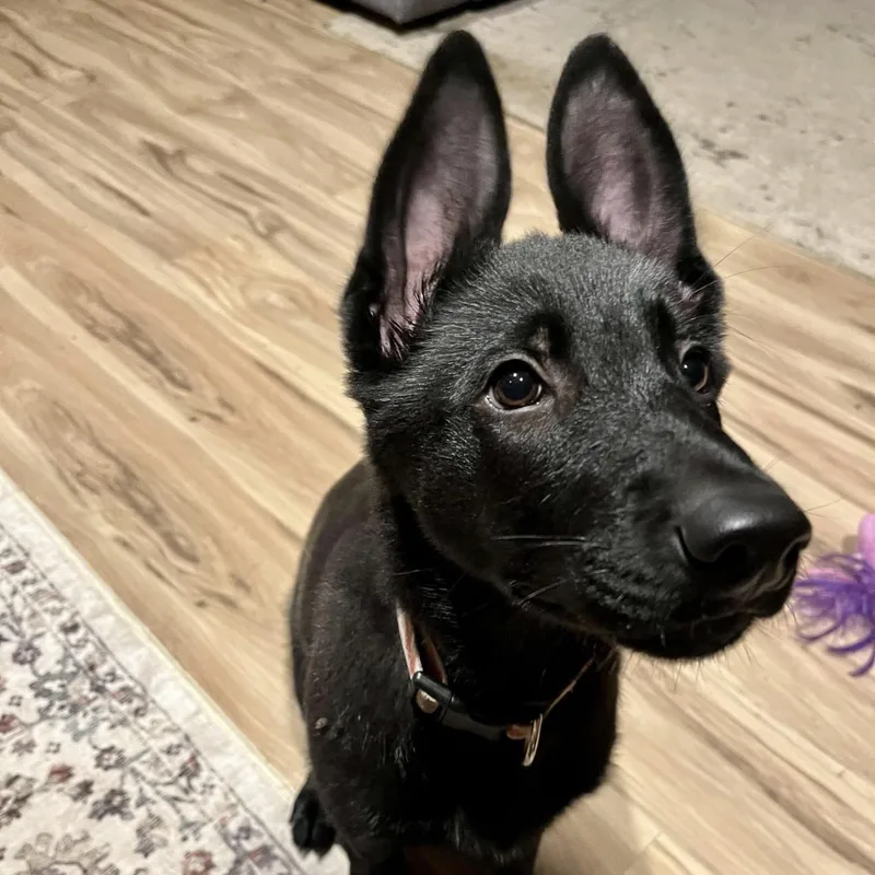 A baby medium-sized female Black German Shepherd Dog dog named Brenna for adoption in Corinth, MS