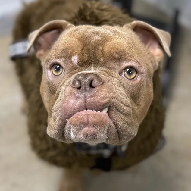 A young medium-sized male Bulldog dog named Sir ChonksaLot for adoption in Toledo, OH