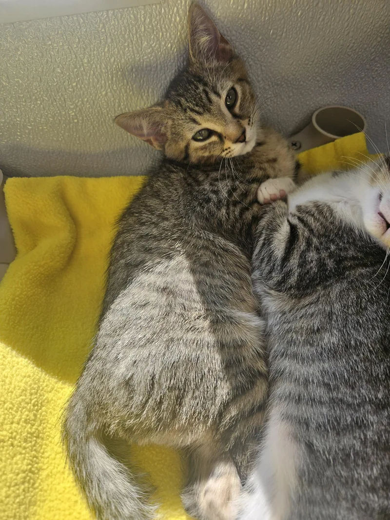 A baby small-sized male Tabby (Brown / Chocolate) Domestic Short Hair cat named Dash for adoption in Kalamazoo, MI