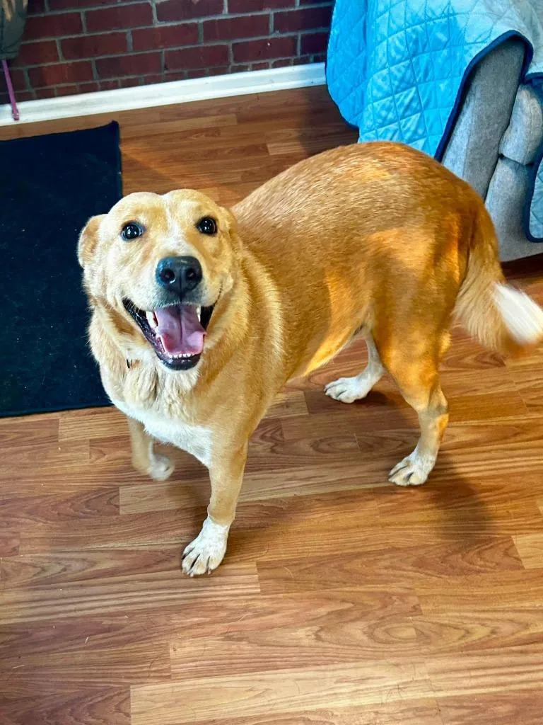 A young medium-sized female Mixed Breed dog named Dolly for adoption in Fond Du Lac, WI