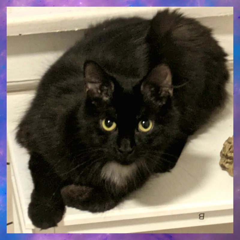 A young medium-sized female Domestic Medium Hair cat named Little Lady for adoption in Akron, OH