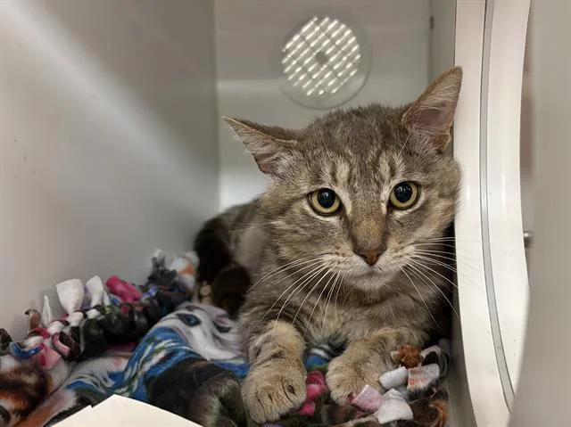 An adult medium-sized male Domestic Short Hair cat named Fennick for adoption in Kent, WA