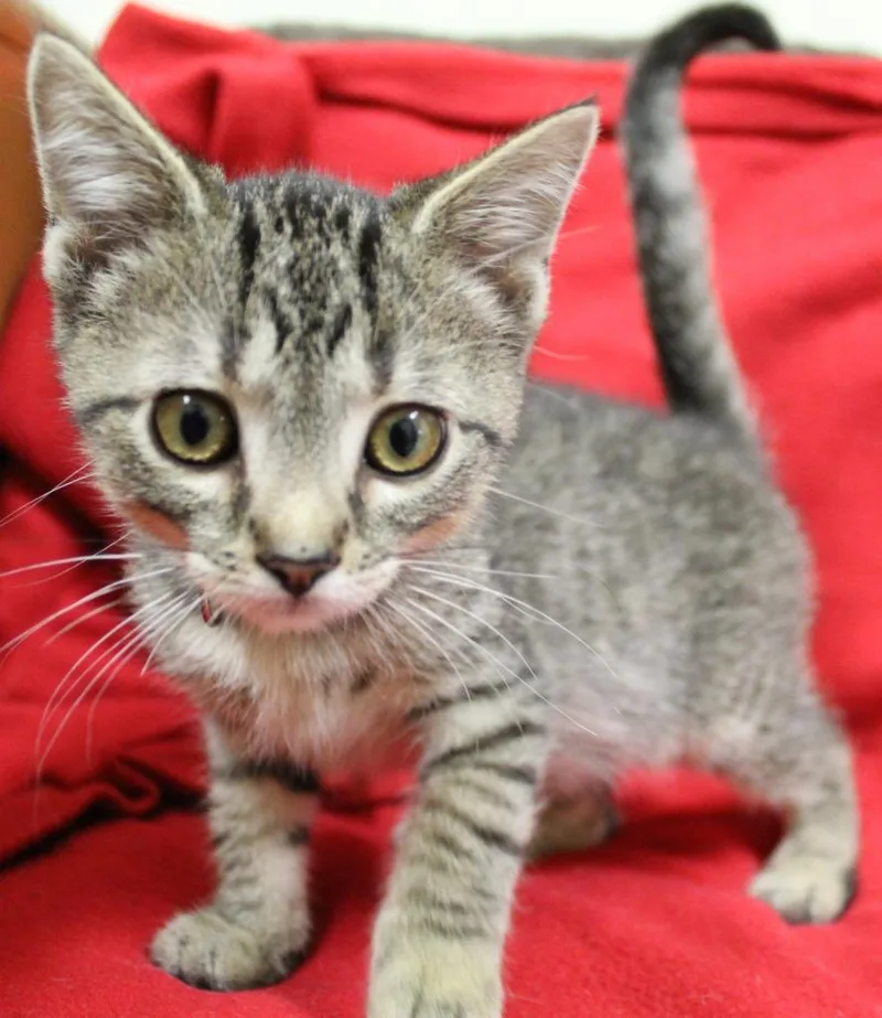 A young small-sized male Domestic Short Hair cat named Foldover for adoption in Fremont, OH
