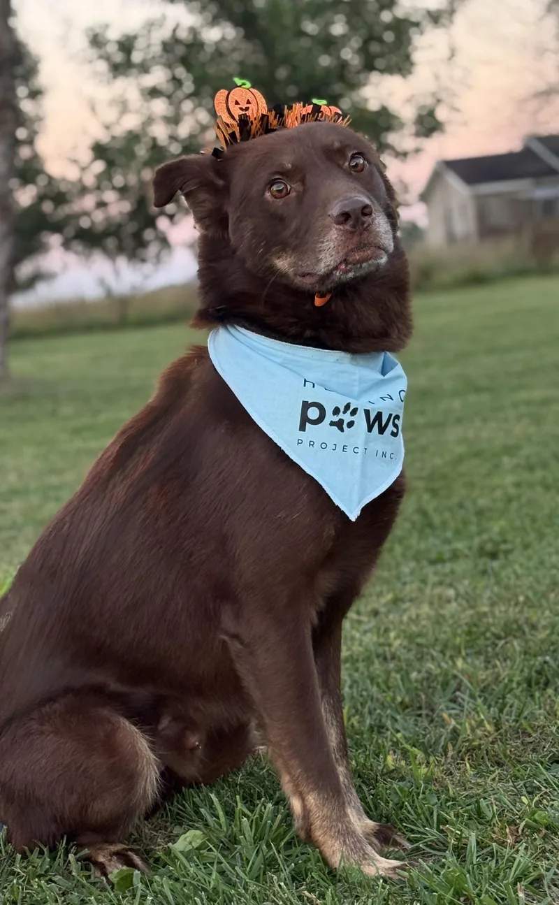 An adult medium-sized male Brown / Chocolate Australian Shepherd dog named Russell for adoption in Richmond, IN
