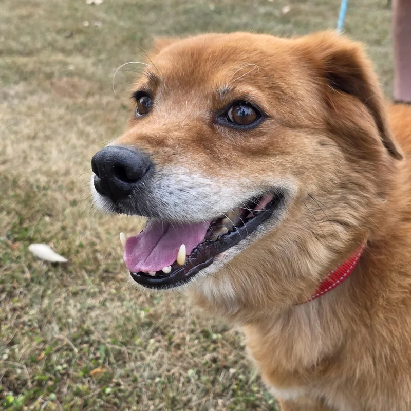An adult medium-sized female Golden Retriever dog named Zoey for adoption in Battle Creek, MI
