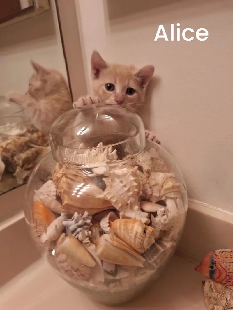 A baby small-sized female Orange / Red Domestic Short Hair cat named Alice for adoption in Turnersville, NJ