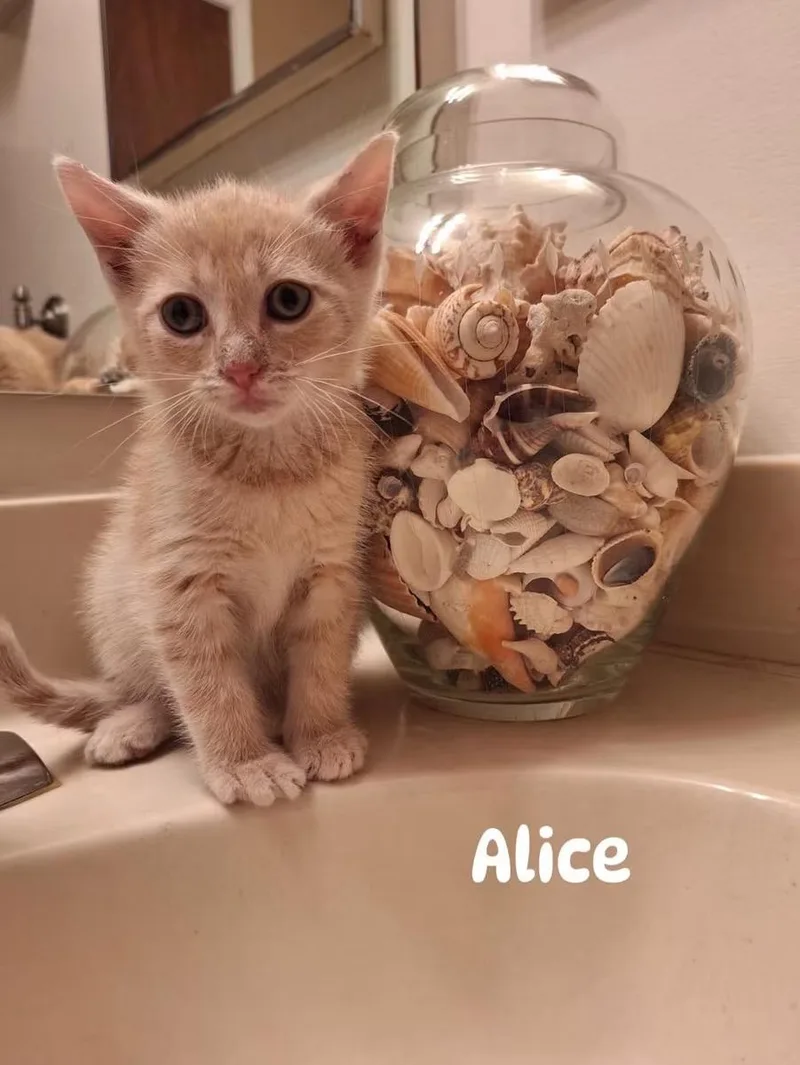 Alice thumbnail 2