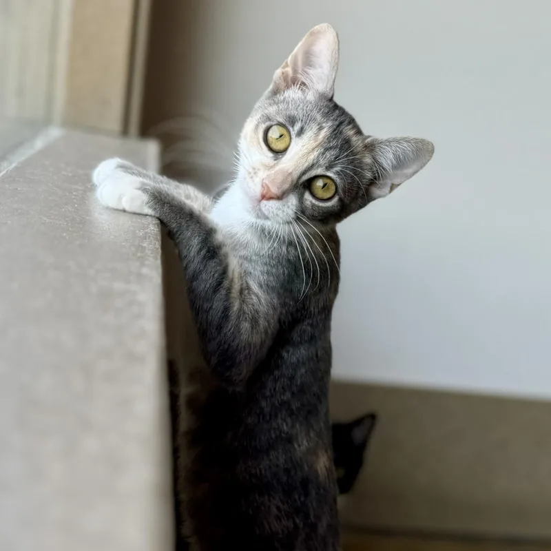 An adult small-sized female Calico Domestic Short Hair cat named Bambi for adoption in Green Bay, WI