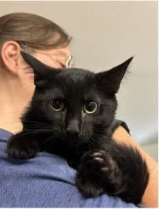 A baby small-sized female Domestic Short Hair cat named Ruby Tuesday for adoption in Beacon, NY