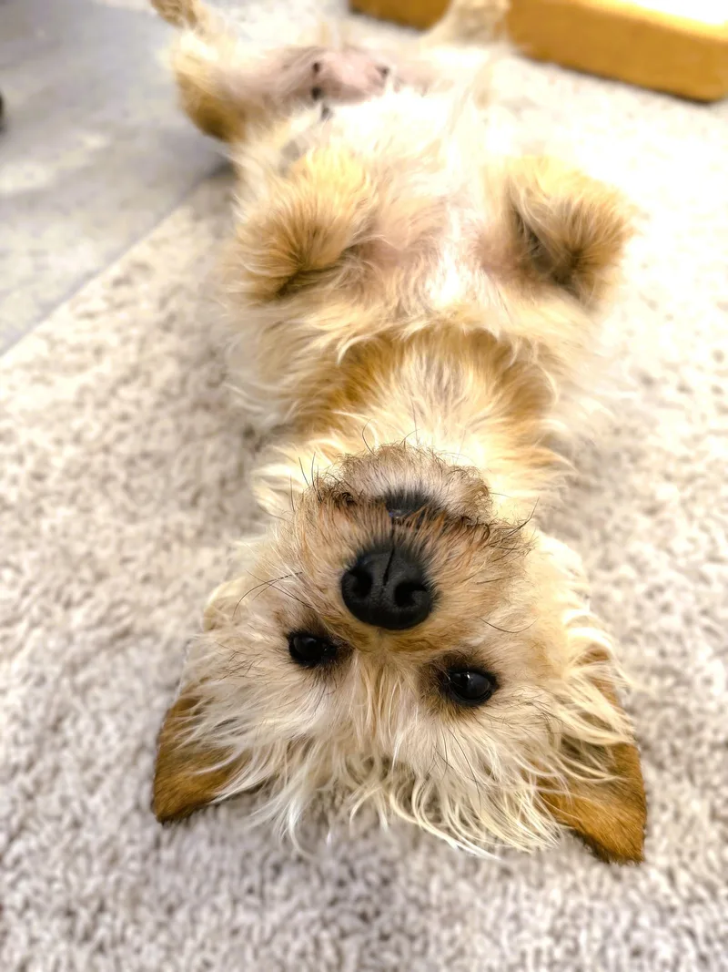 An adult small-sized female Golden Yorkshire Terrier dog named Lolita for adoption in tracy, CA